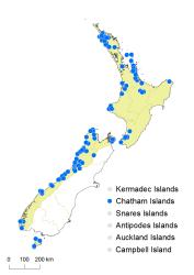 Trichomanes strictum distribution map based on databased records at AK, CHR, OTA and WELT. 
 Image: K. Boardman © Landcare Research 2016 CC BY 3.0 NZ